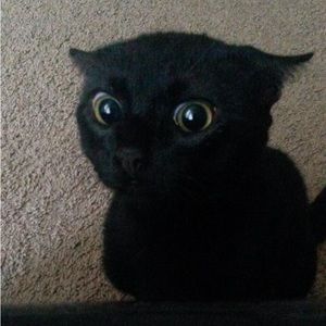 Meet your Posher, Kaylah